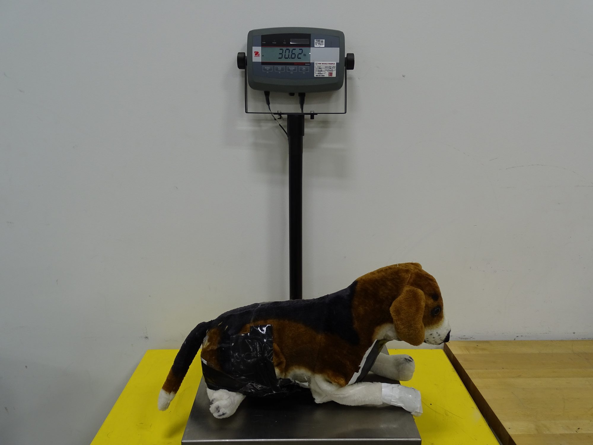 Instrumented canine test dummy — beagle-sized — used inside the enclosure.